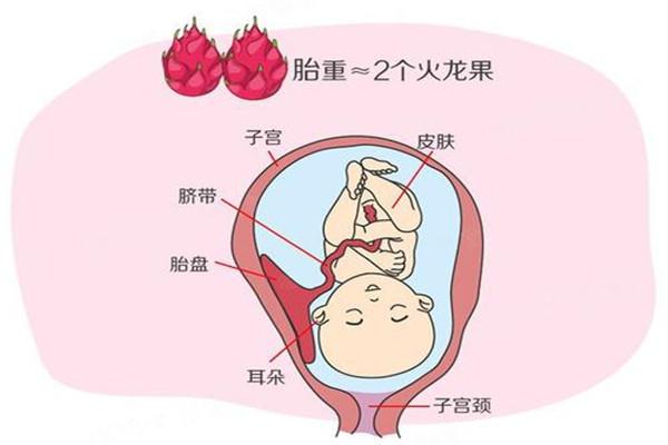 供卵代怀宝宝什么都不吃怎么办